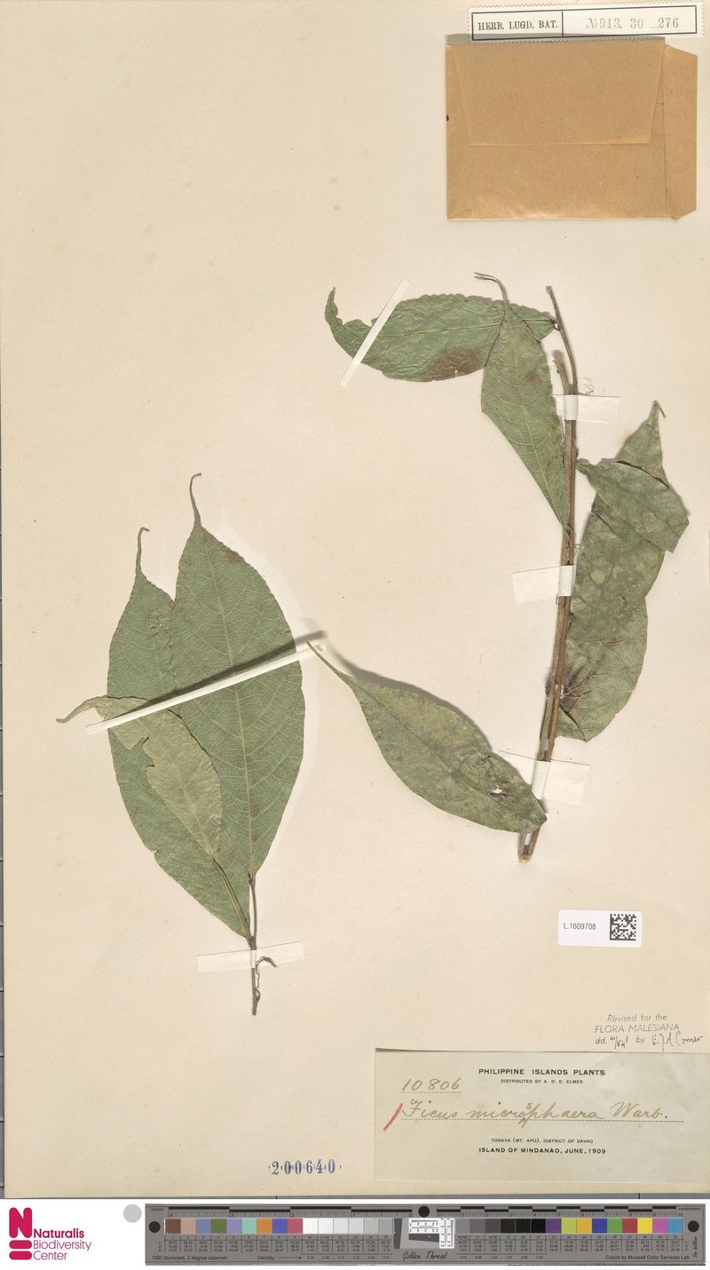 Ficus microsphaera photo 7