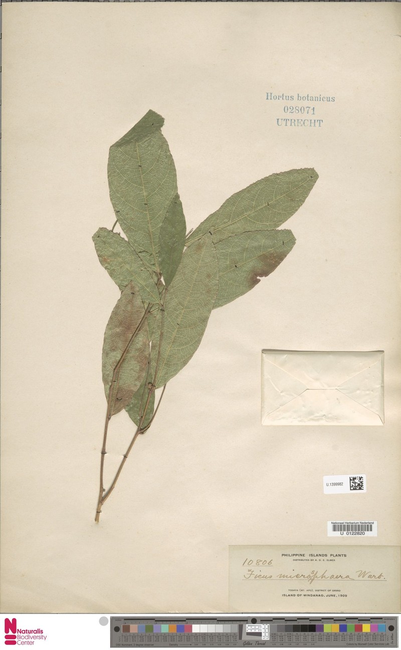 Ficus microsphaera photo 8