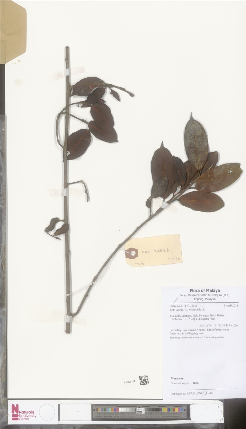 Ficus microsyce