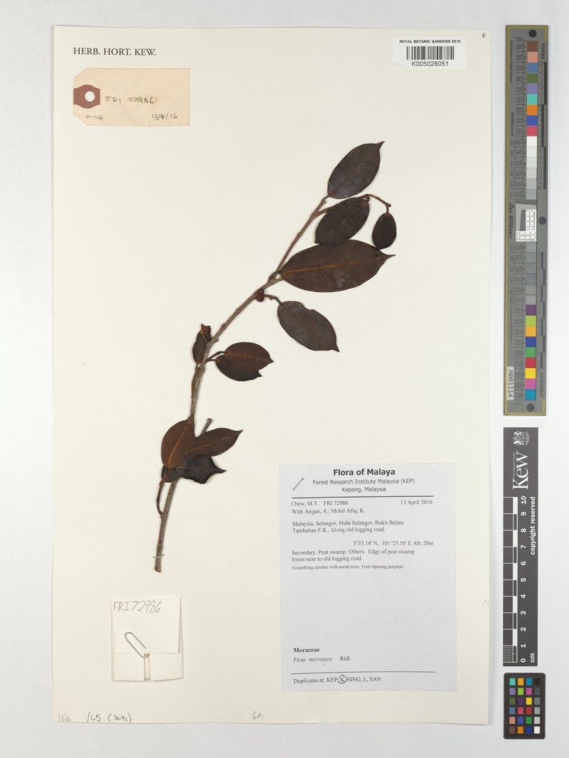Ficus microsyce photo 2