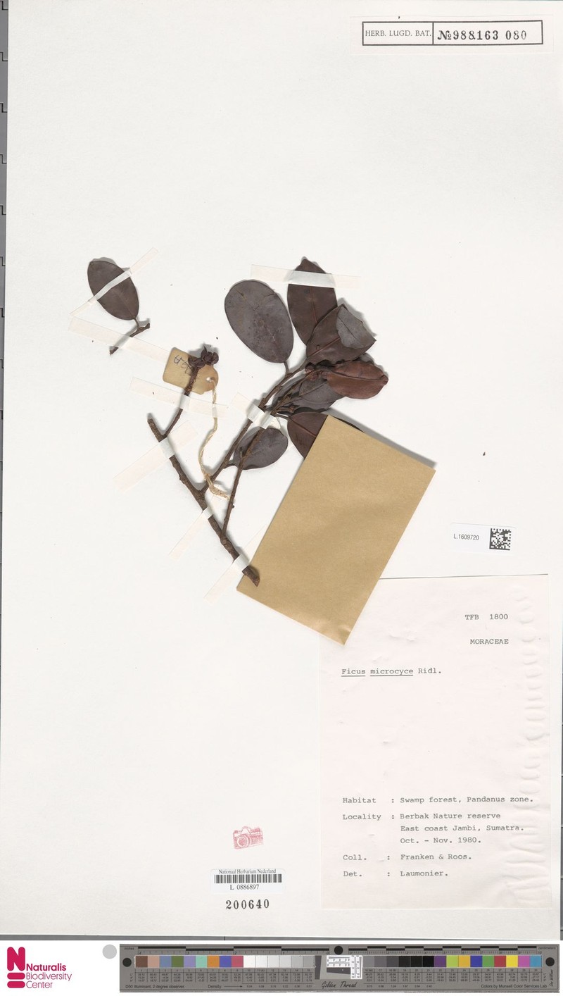 Ficus microsyce photo 3