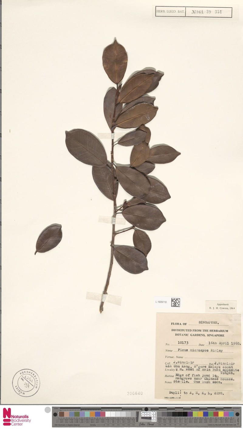 Ficus microsyce photo 4