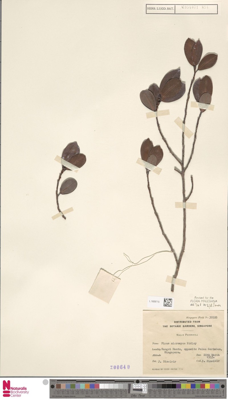 Ficus microsyce photo 5