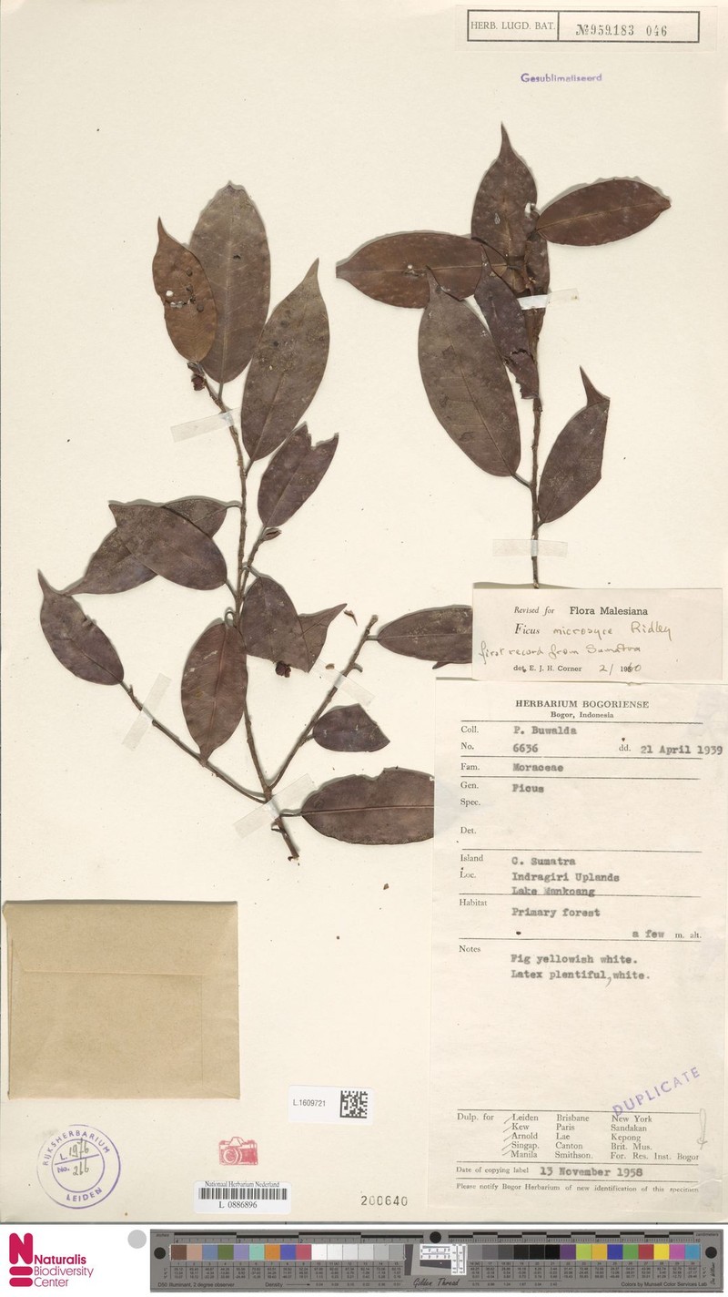 Ficus microsyce photo 6