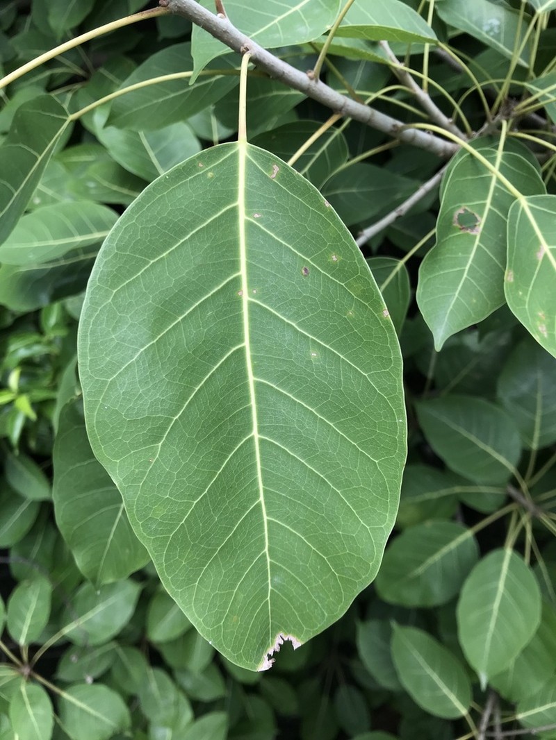 Ficus middletonii