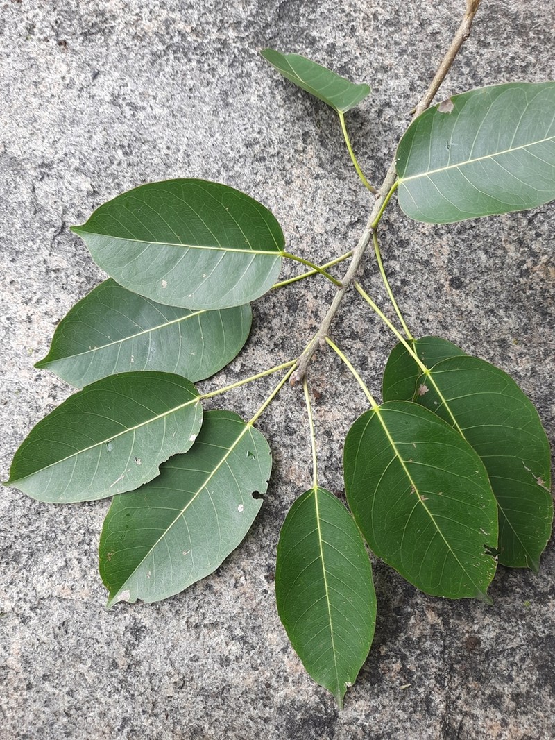 Ficus middletonii photo 4