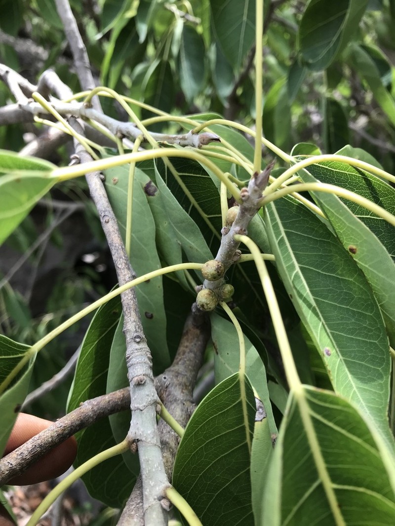 Ficus middletonii photo 5