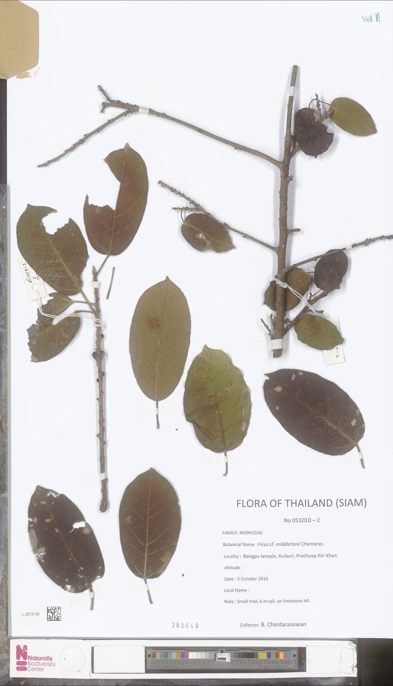 Ficus middletonii photo 6