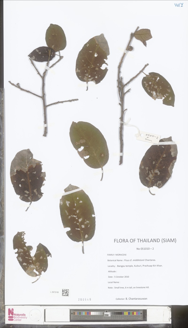 Ficus middletonii photo 8