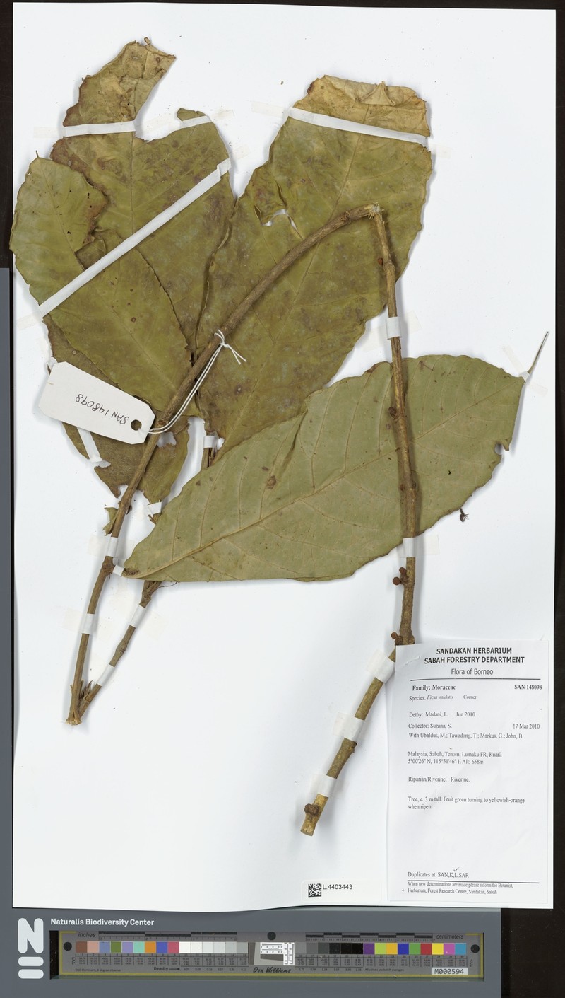 Ficus midotis