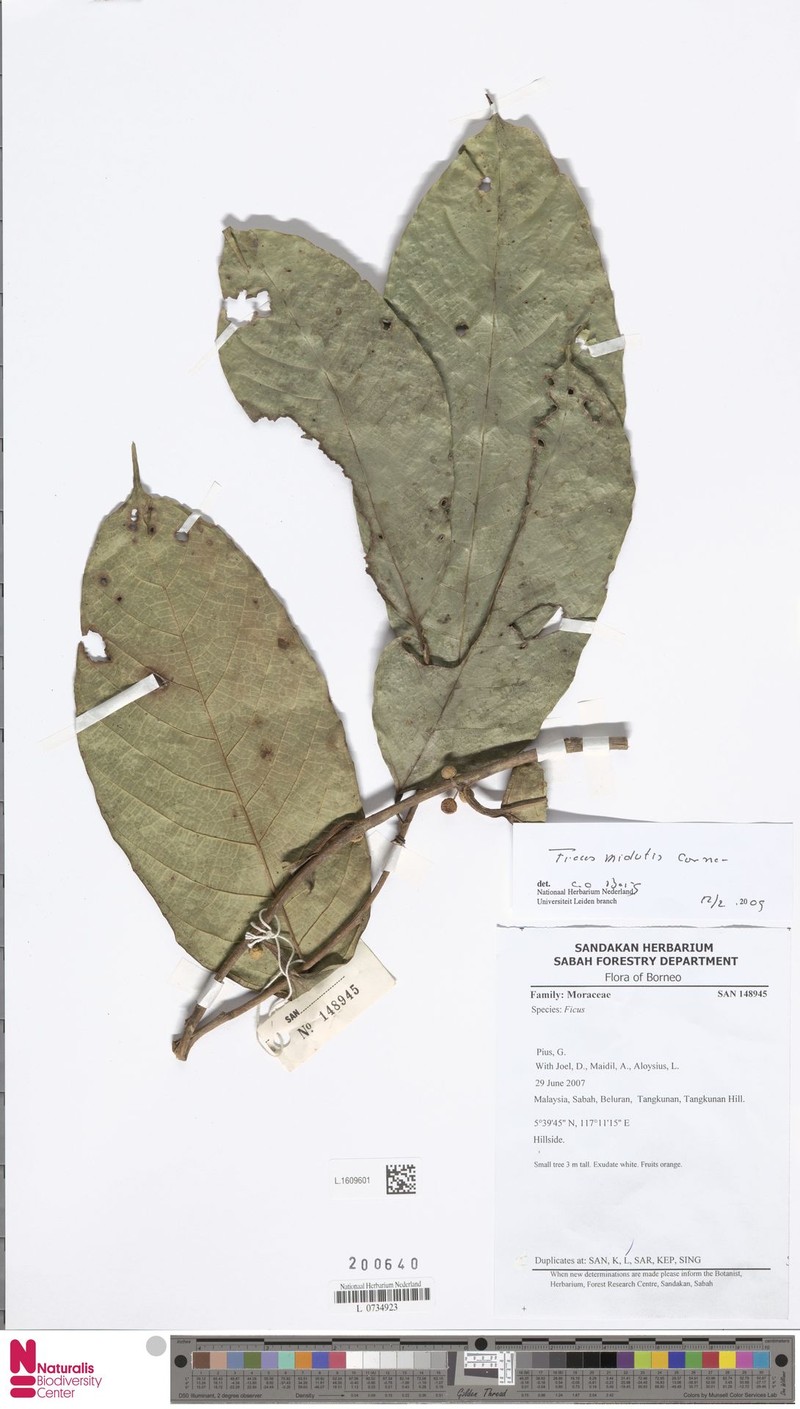 Ficus midotis photo 2
