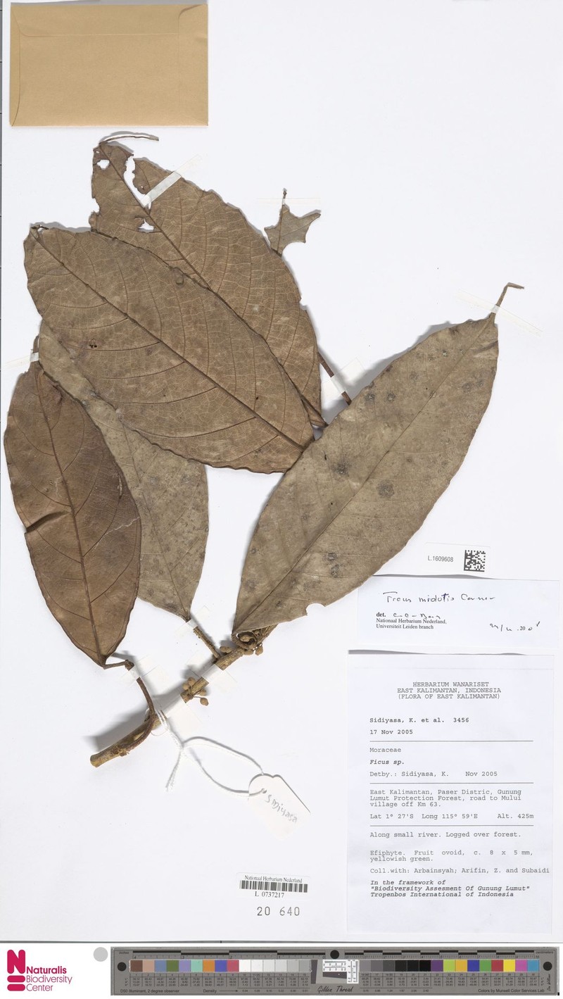 Ficus midotis photo 3