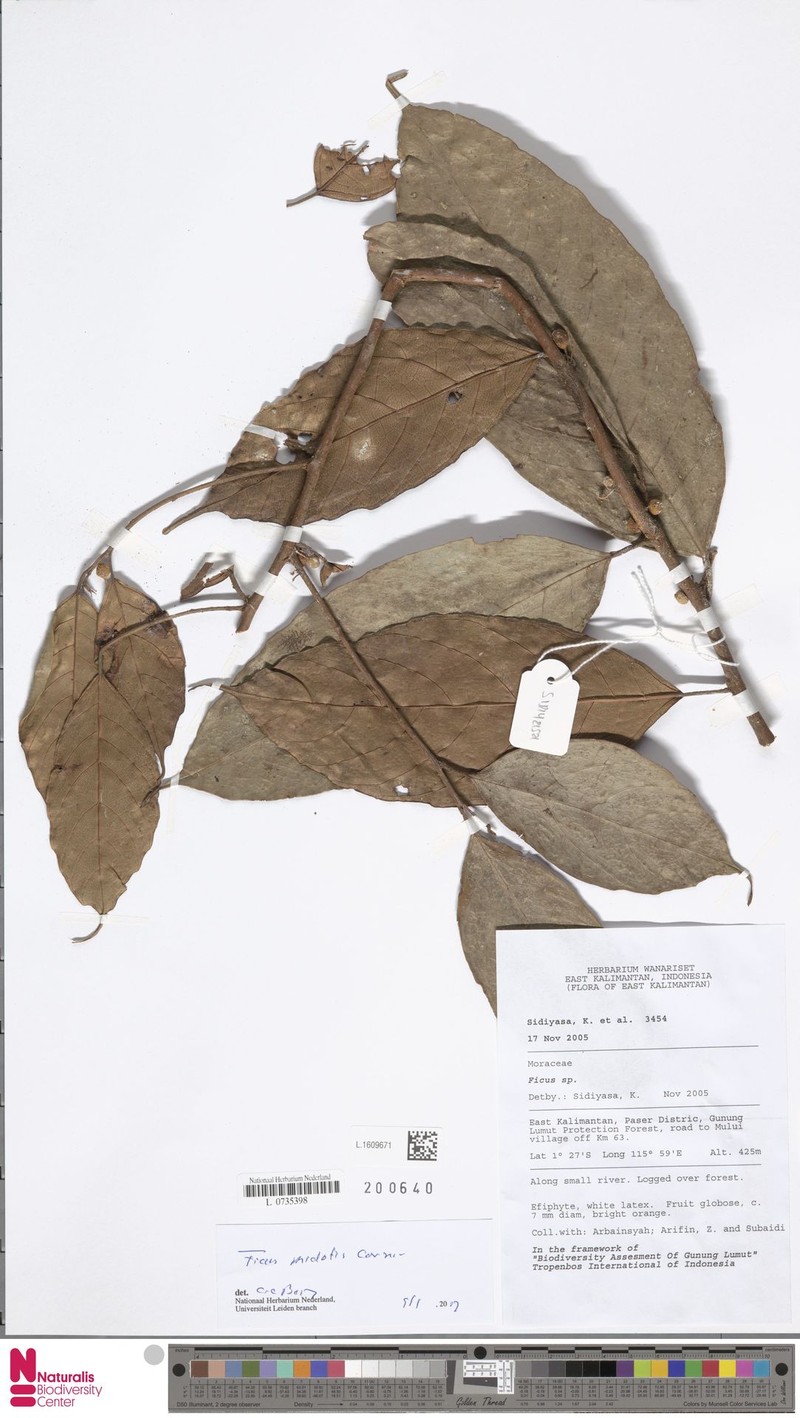 Ficus midotis photo 4