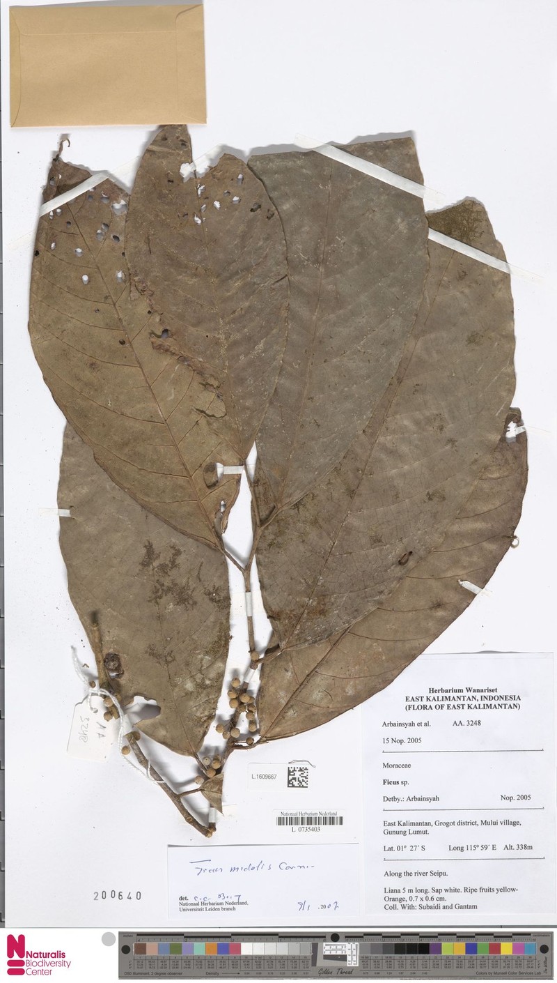 Ficus midotis photo 5