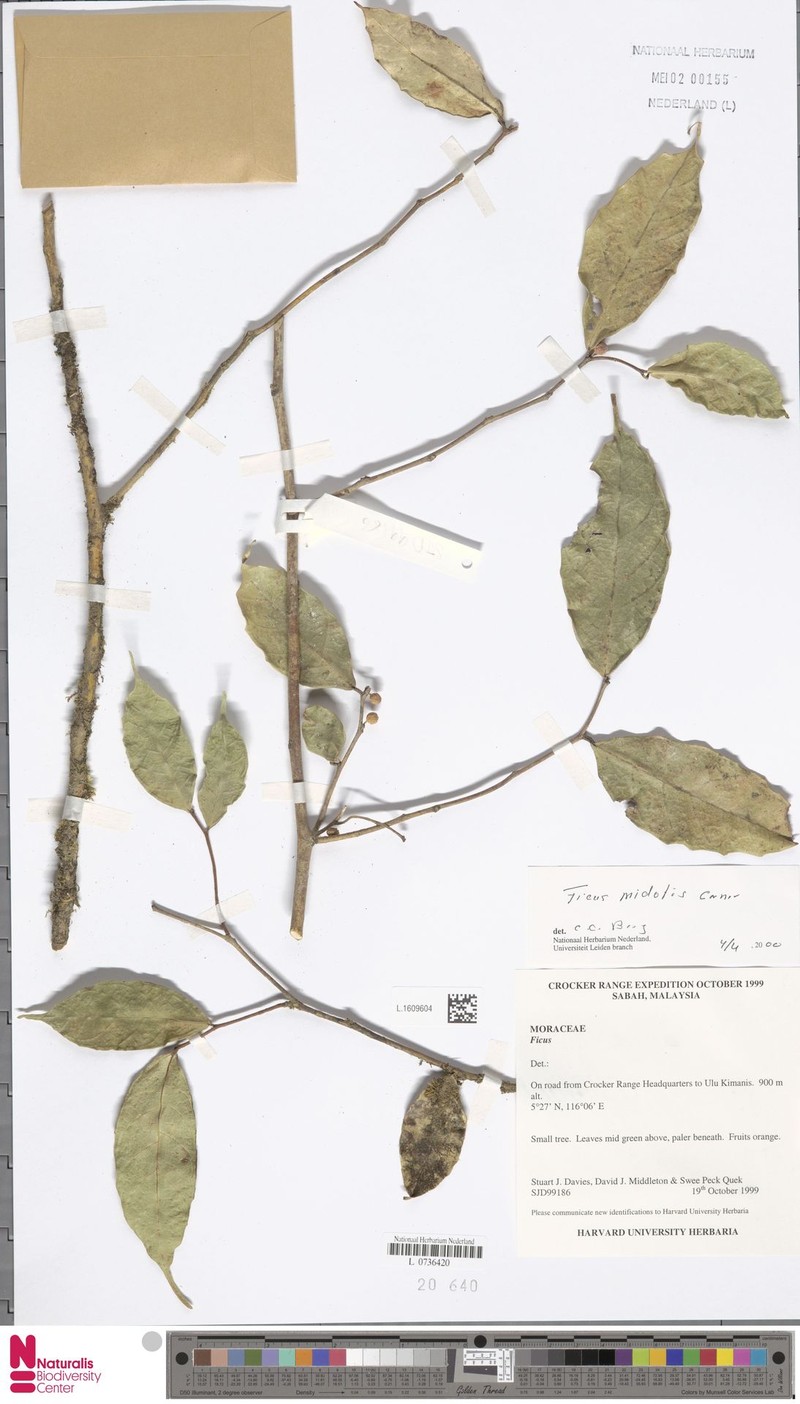 Ficus midotis photo 6