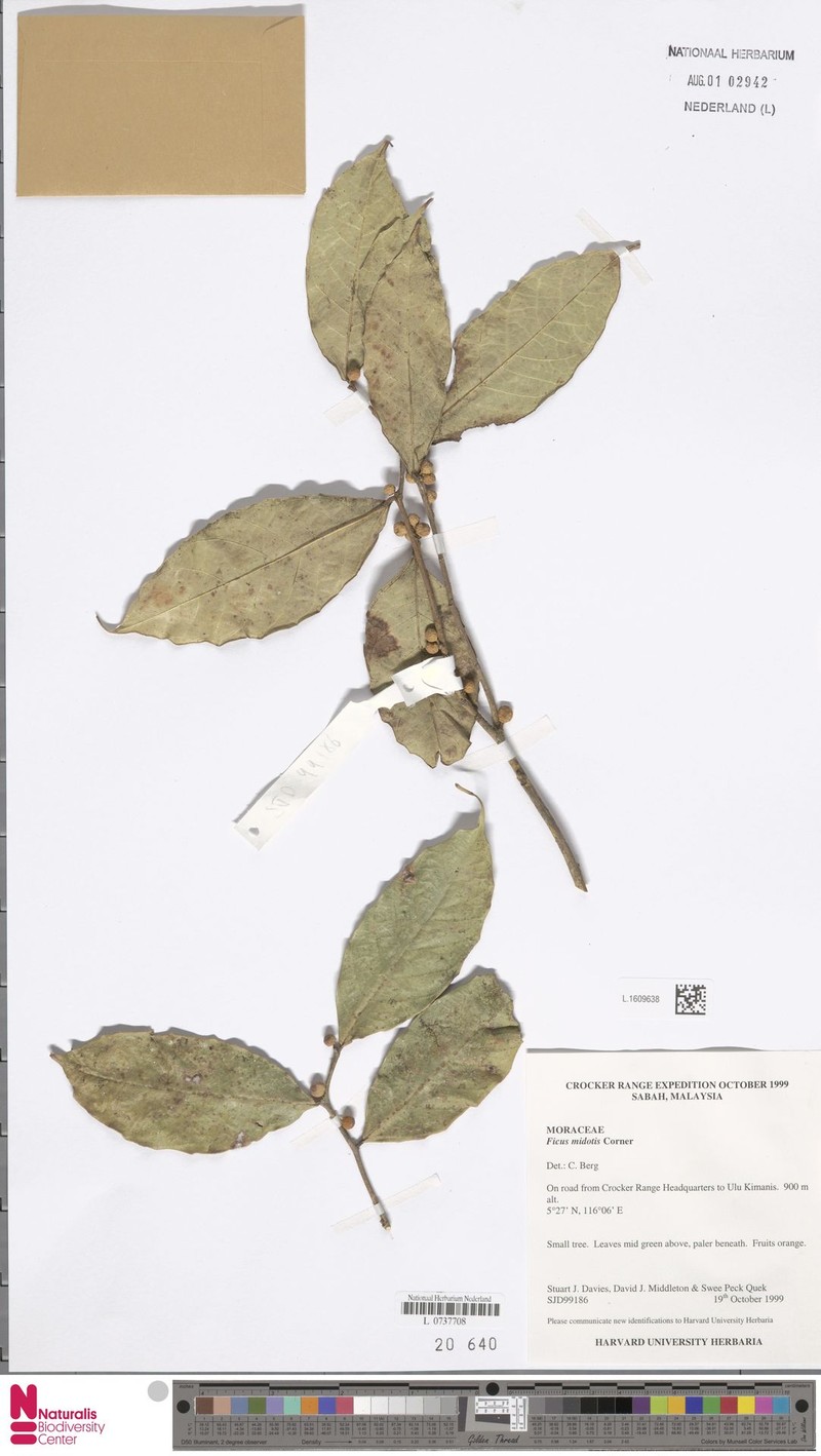 Ficus midotis photo 7