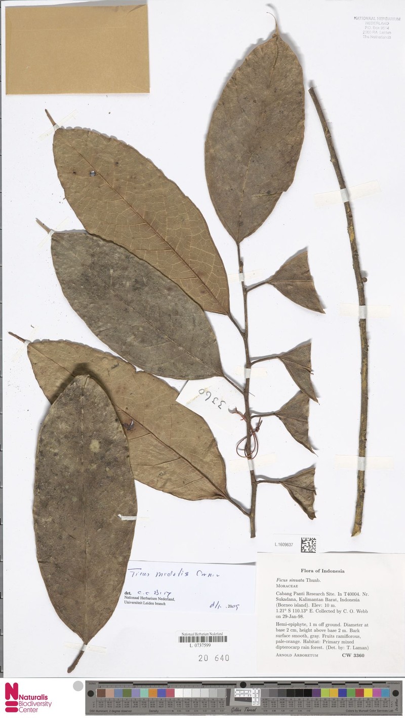 Ficus midotis photo 8