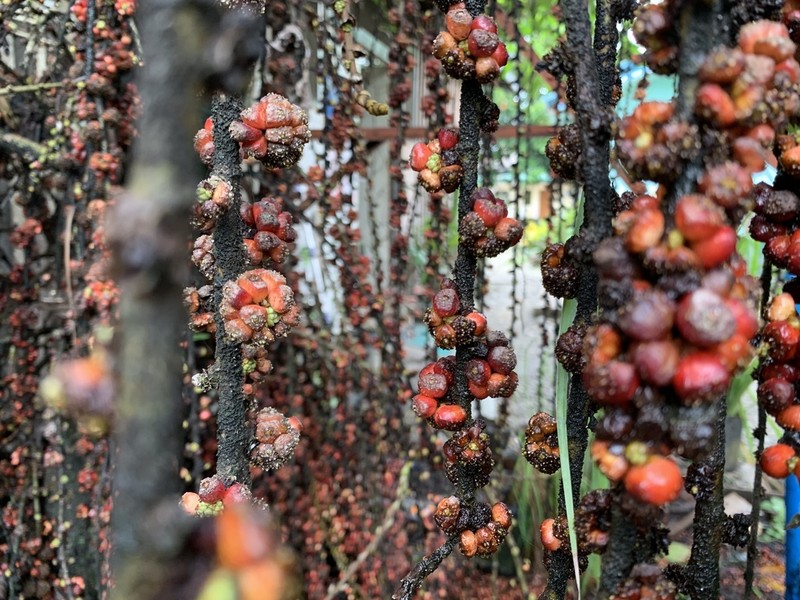 Ficus minahassae