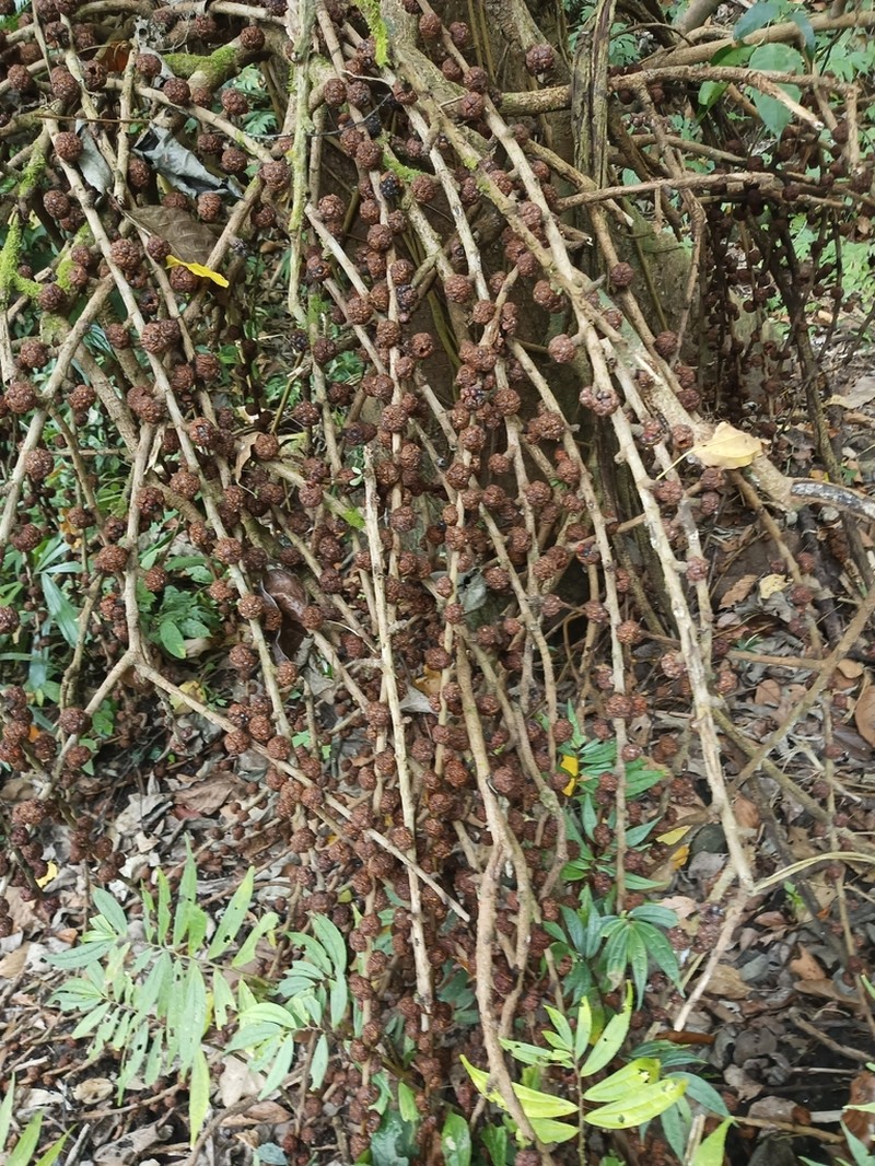 Ficus minahassae photo 3