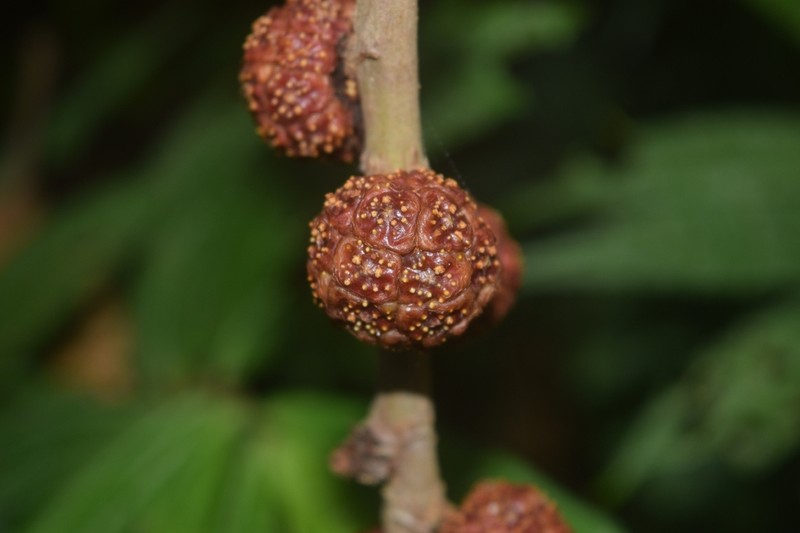 Ficus minahassae photo 5