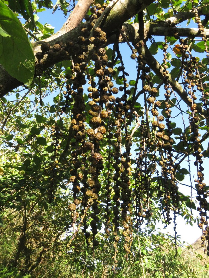 Ficus minahassae photo 7