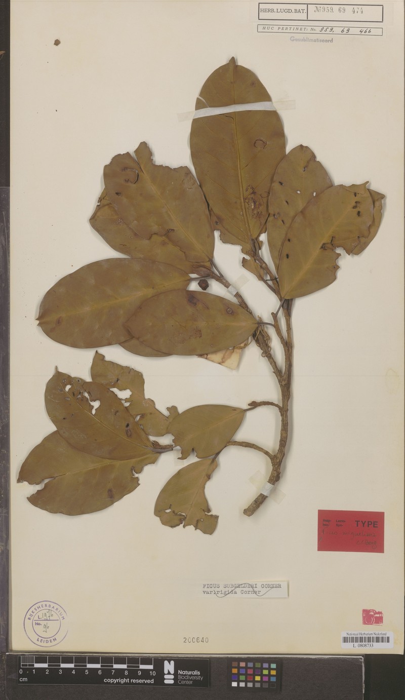 Ficus miqueliana