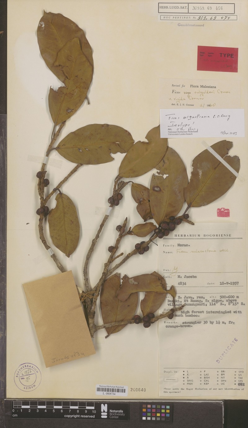 Ficus miqueliana photo 2