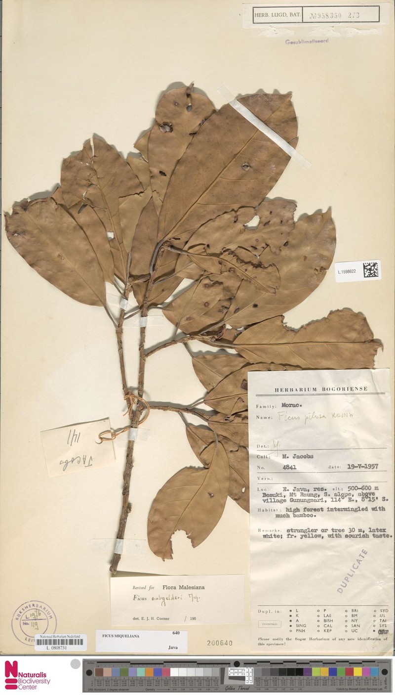 Ficus miqueliana photo 3