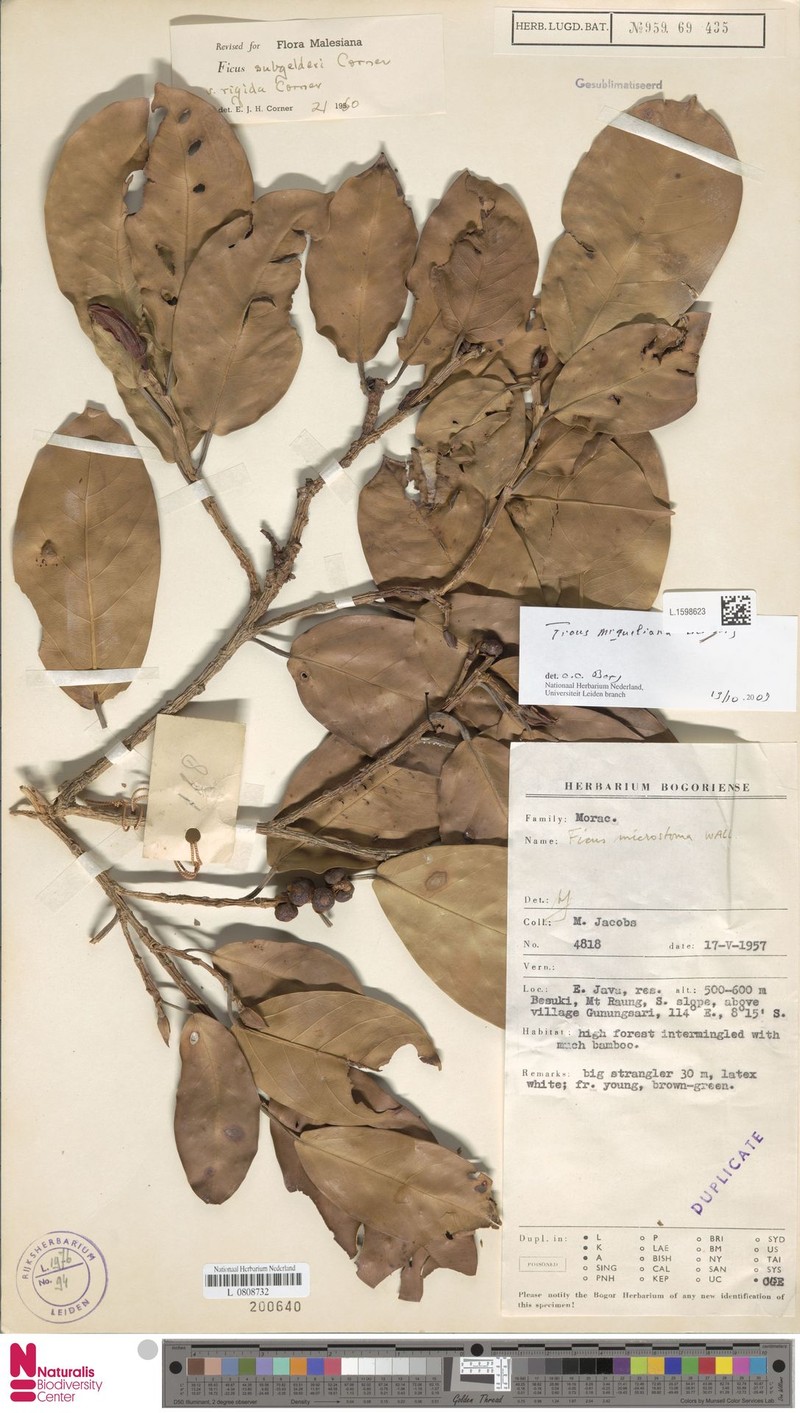 Ficus miqueliana photo 4