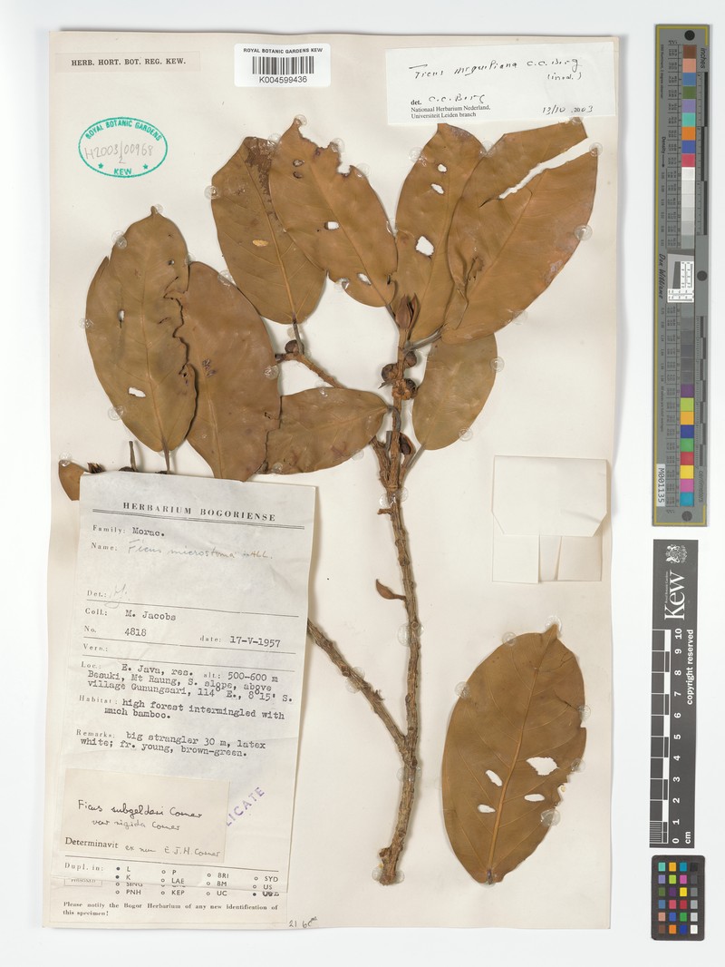 Ficus miqueliana photo 5