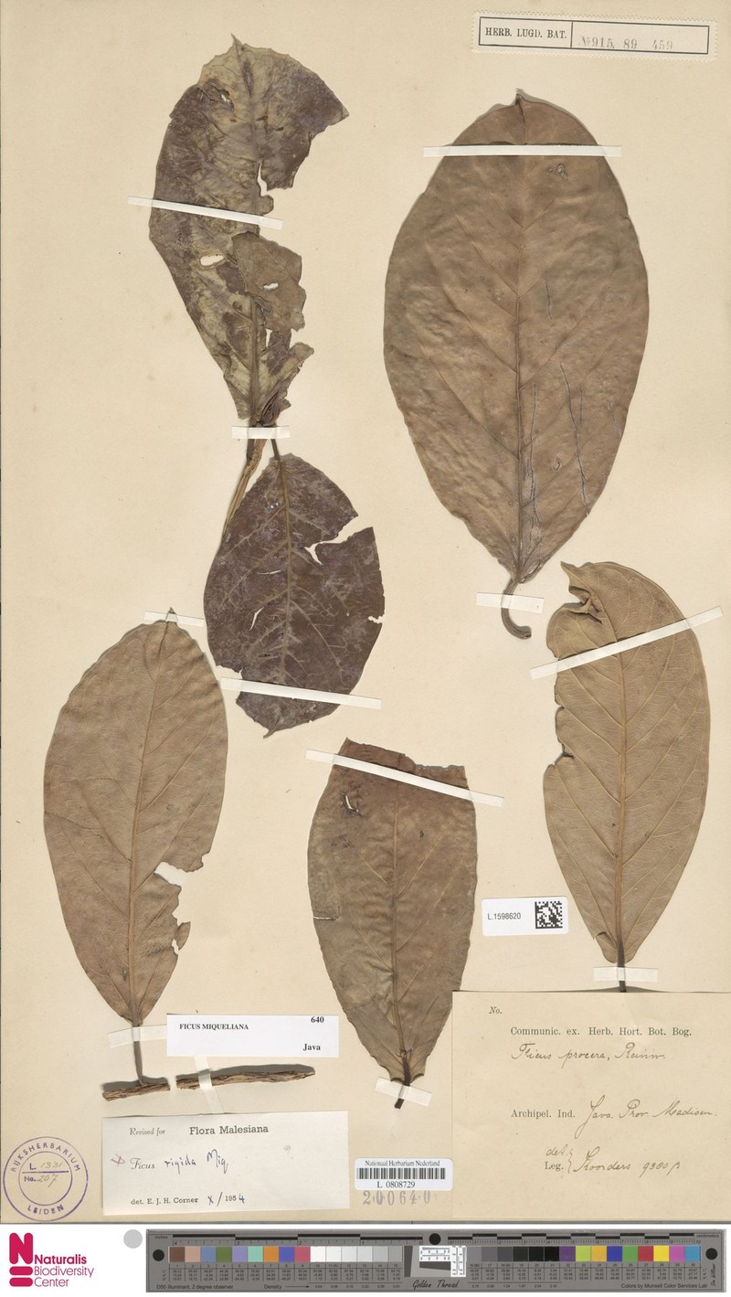 Ficus miqueliana photo 7