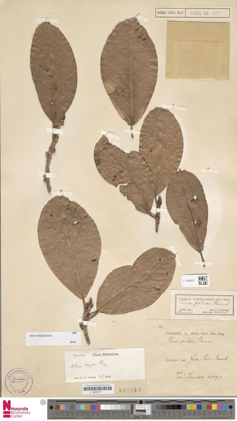 Ficus miqueliana photo 8