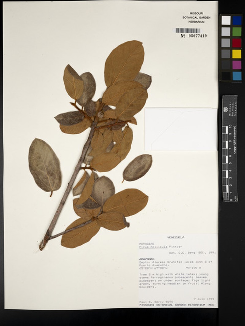 Ficus mollicula