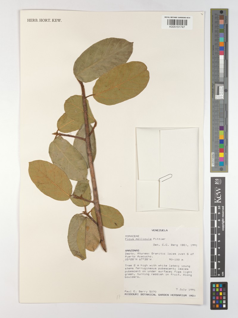 Ficus mollicula photo 2