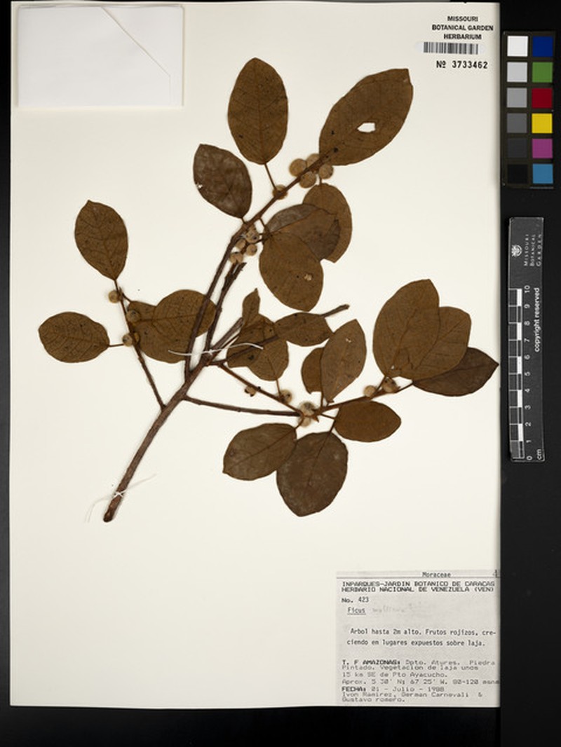 Ficus mollicula photo 3