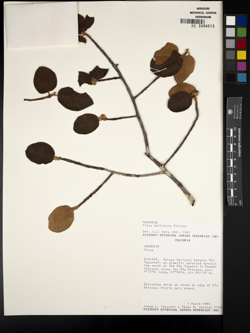 Ficus mollicula photo 5