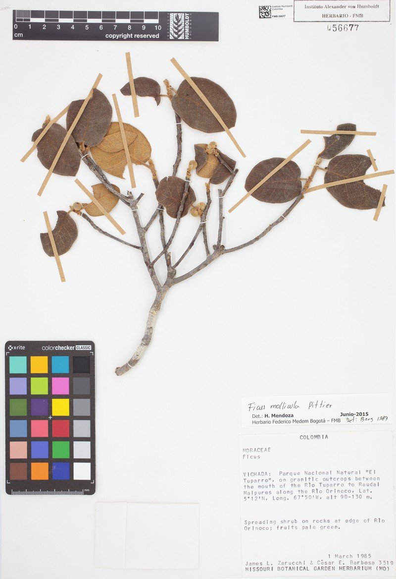 Ficus mollicula photo 6