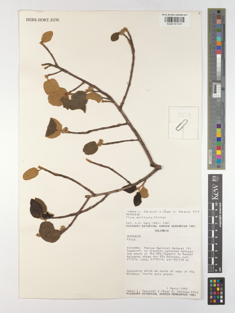 Ficus mollicula photo 7