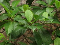 Ficus mollior