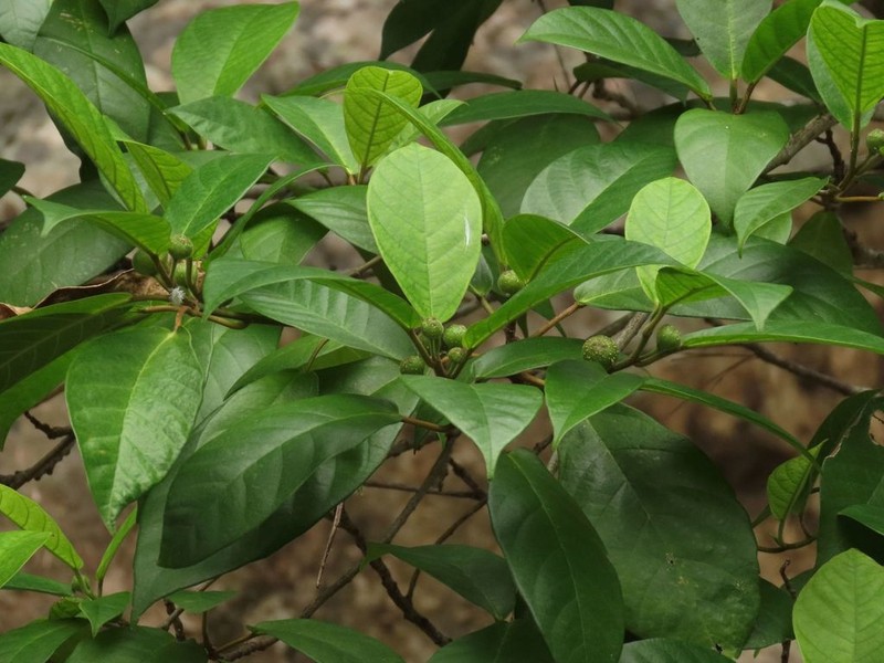 Ficus mollior