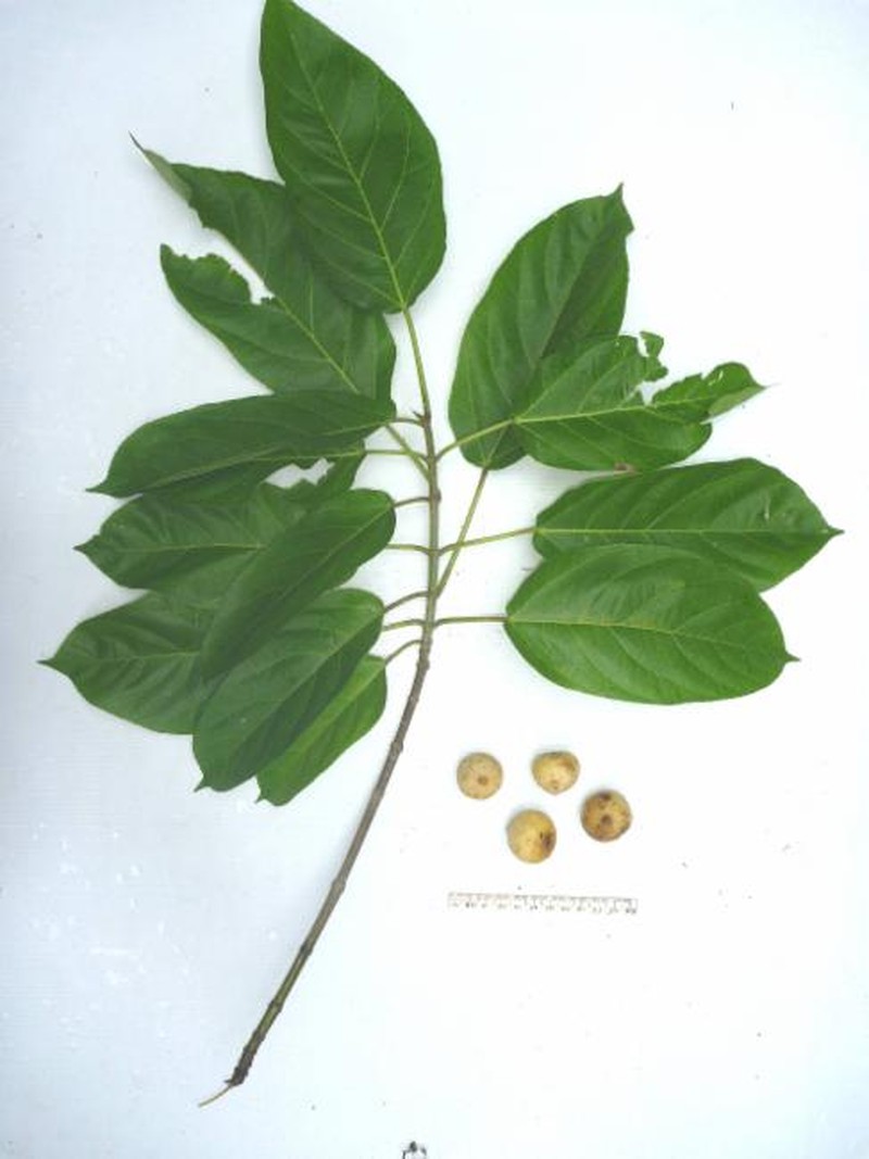 Ficus mollior photo 2