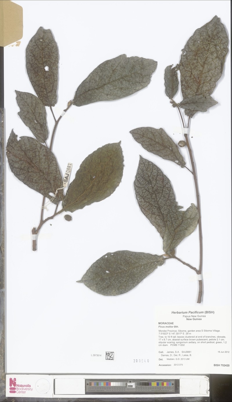Ficus mollior photo 3