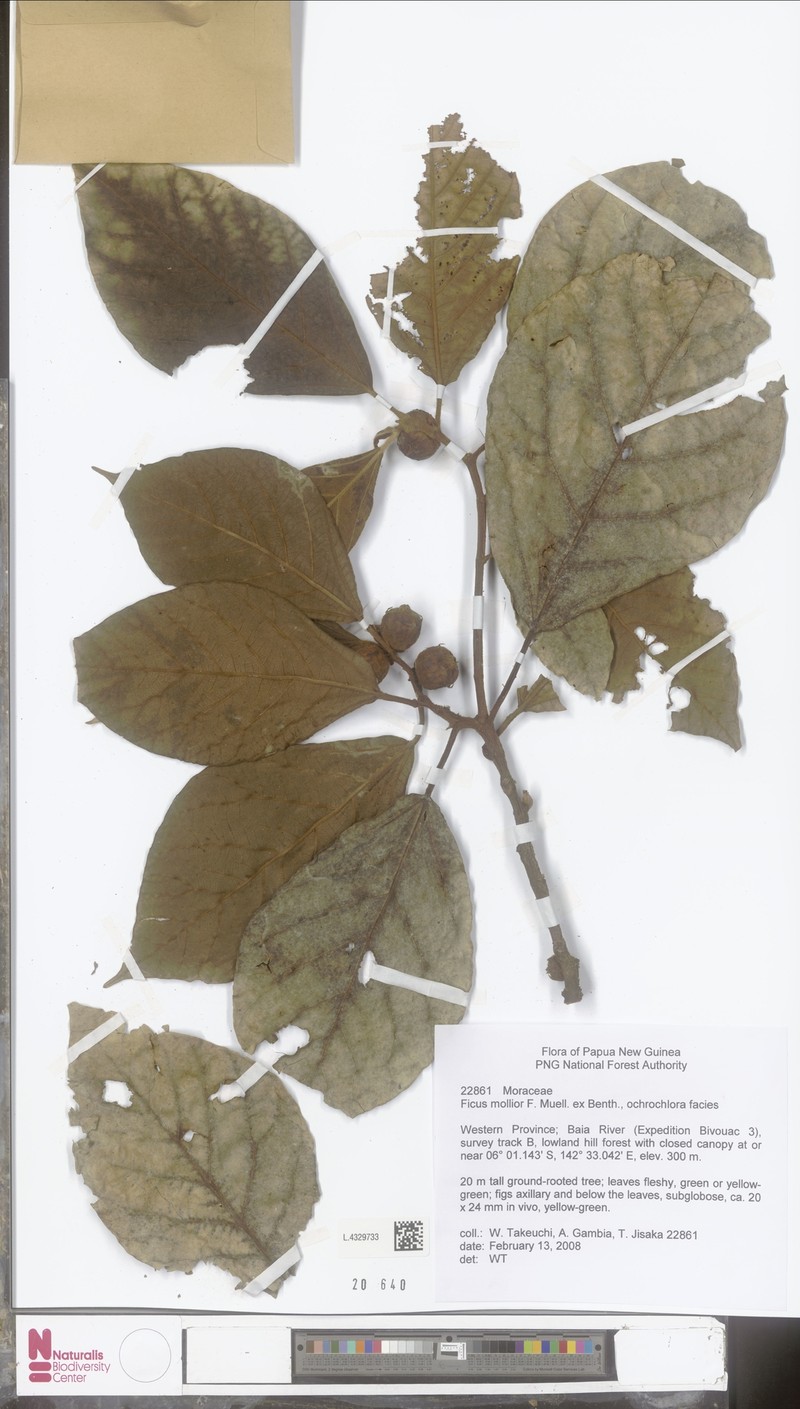 Ficus mollior photo 4