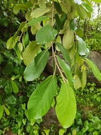 Ficus mollis