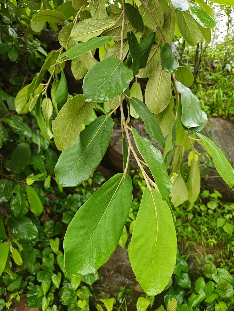 Ficus mollis