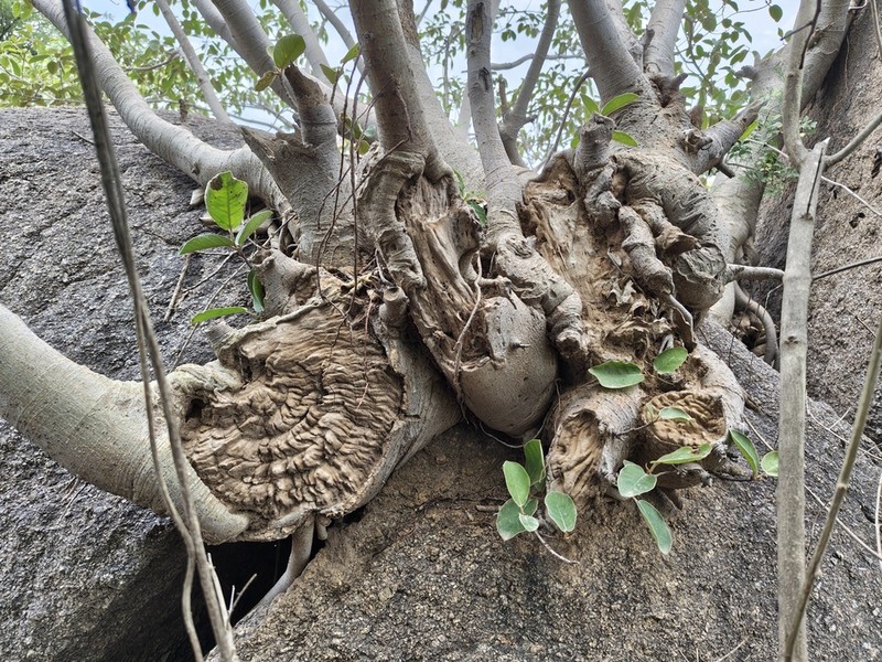 Ficus mollis photo 2