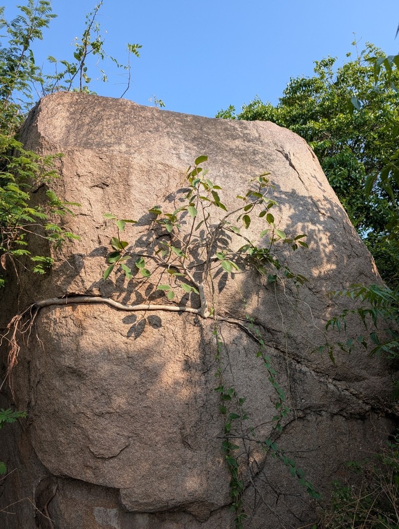 Ficus mollis photo 3