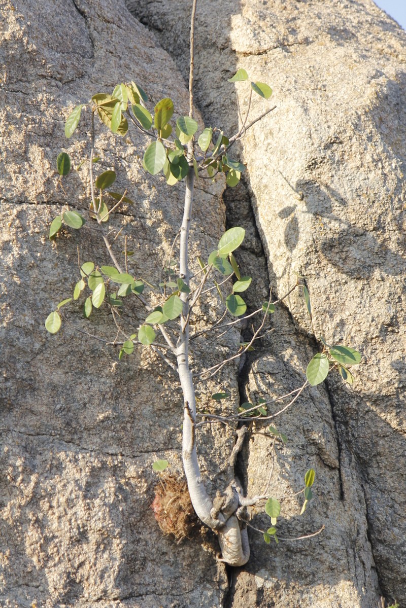 Ficus mollis photo 4