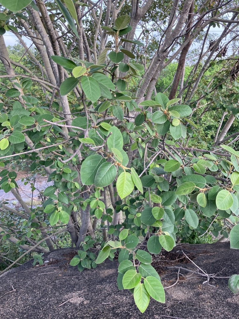 Ficus mollis photo 5