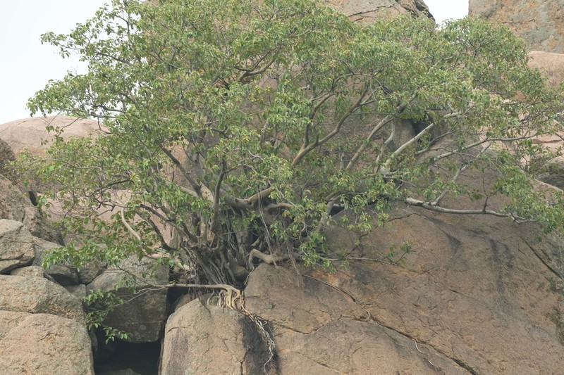 Ficus mollis photo 6